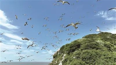 全省唯一！洞头这个岛的奇观到了最佳观赏季！