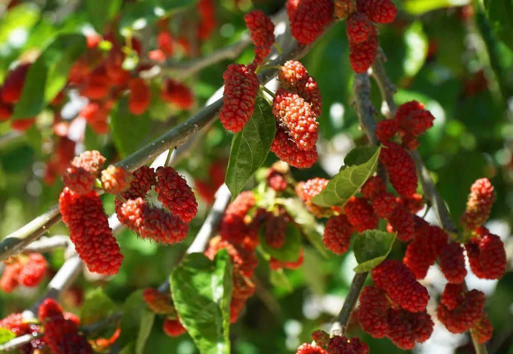 芒种，我们吃点啥？