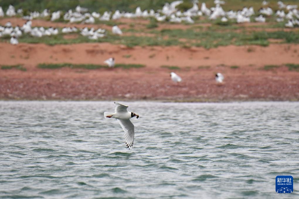 沙漠明珠 遗鸥天堂