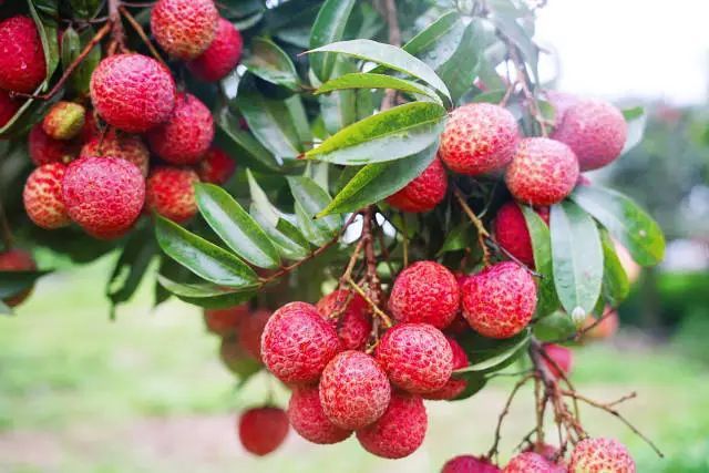 芒种｜忙而不茫，奔赴夏日好时光