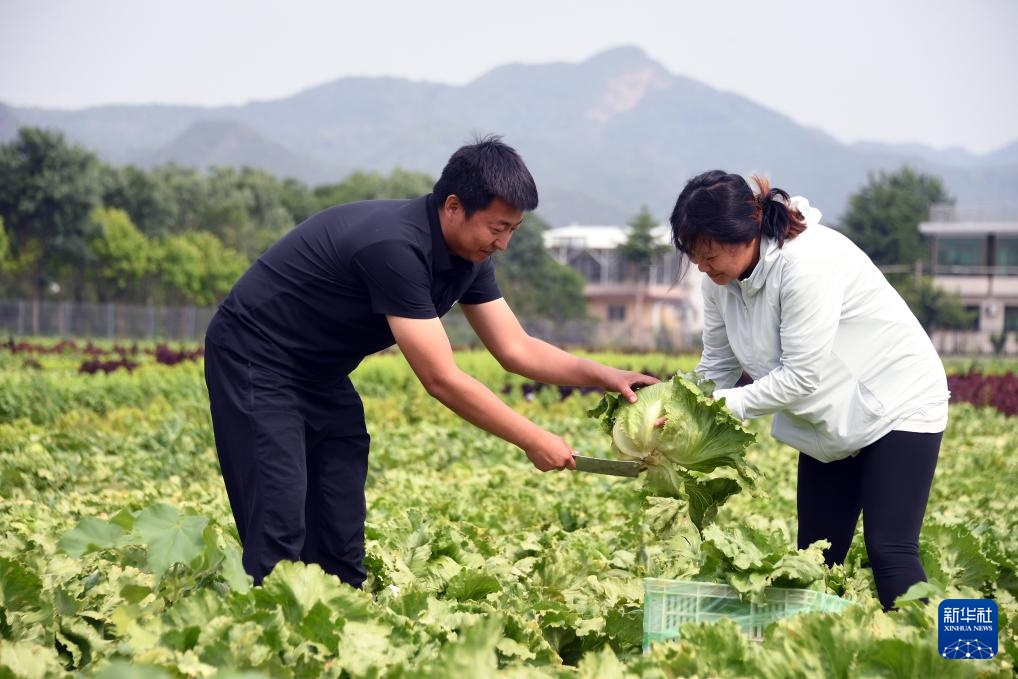 北京平谷：生菜成熟收获忙
