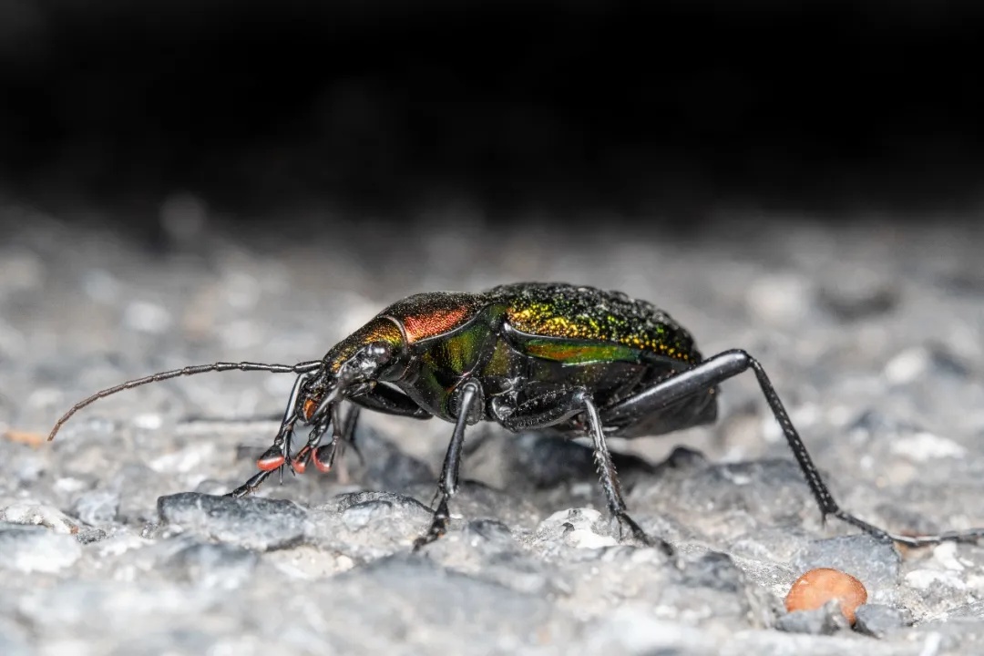 最新发现！看见这种“绿宝石”，千万别抓，严重可判刑！