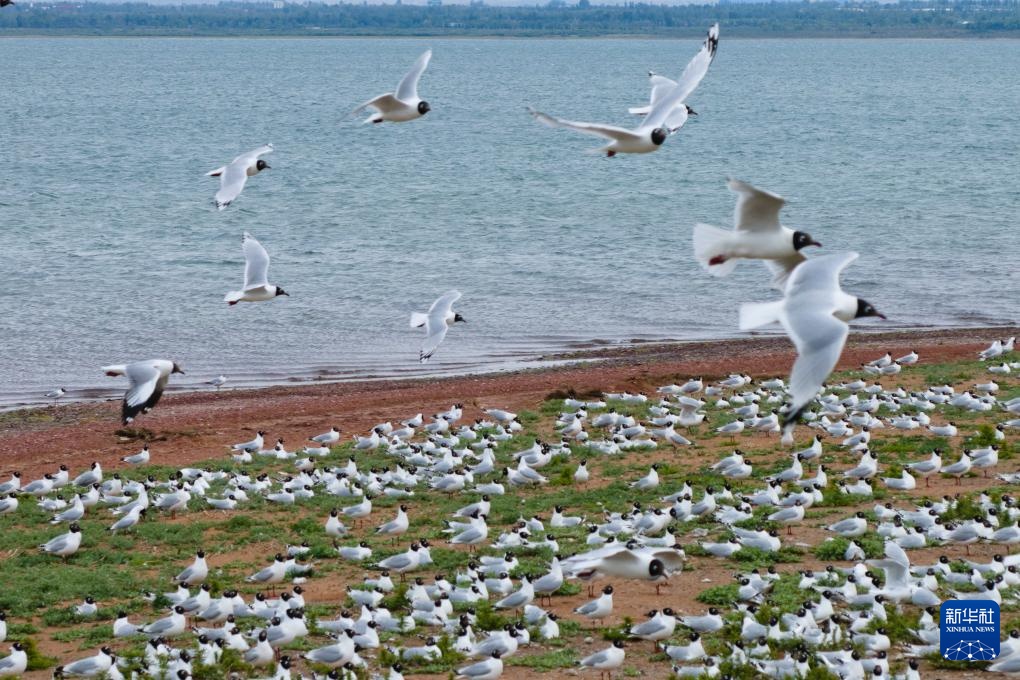 沙漠明珠 遗鸥天堂