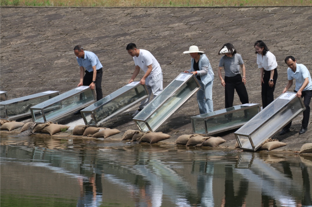 210条扬子鳄陆续“回家” 210条扬子鳄陆续“回家”