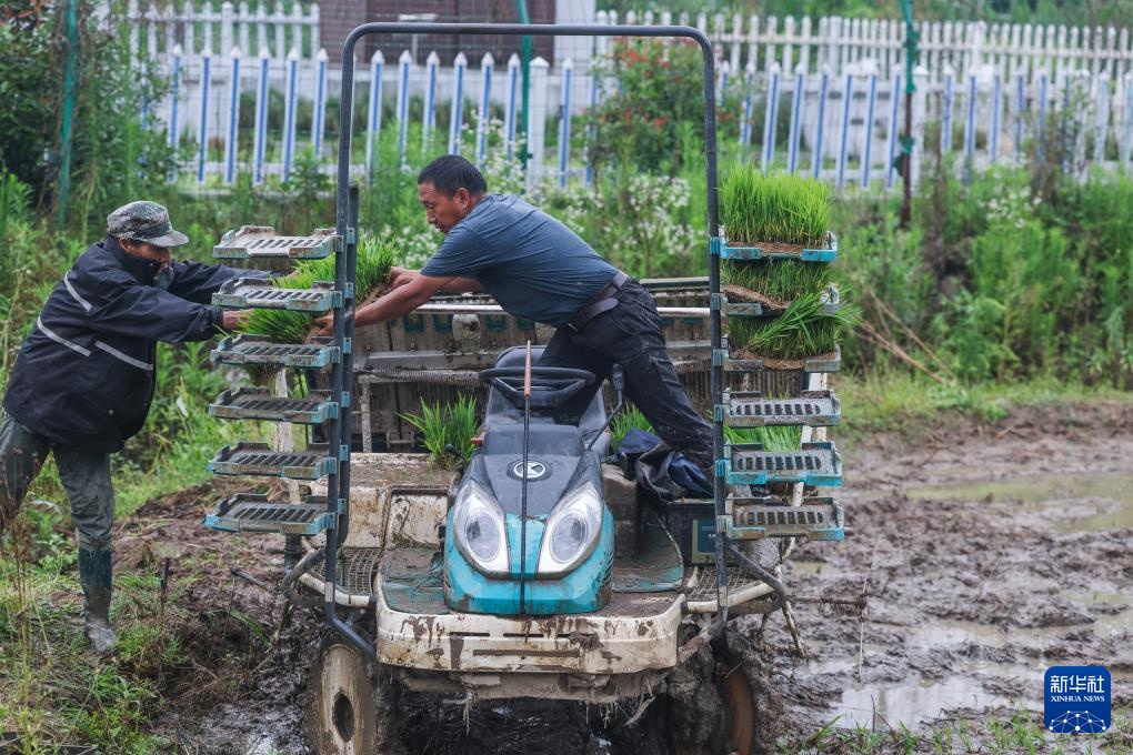 浙江诸暨：水乡“芒种”忙插秧