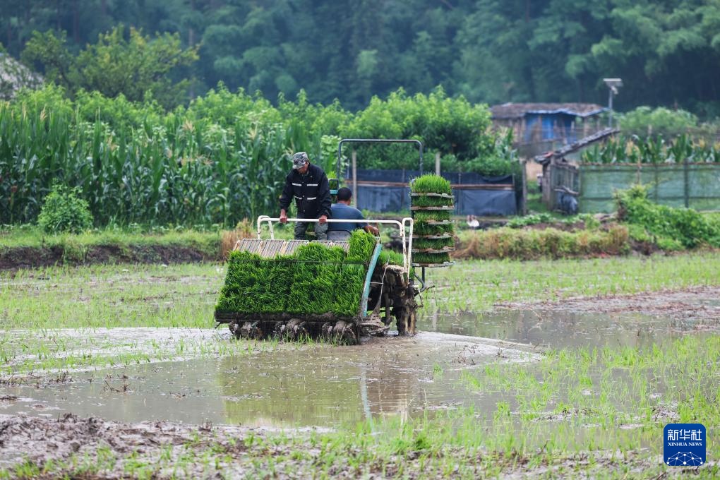 浙江诸暨：水乡“芒种”忙插秧
