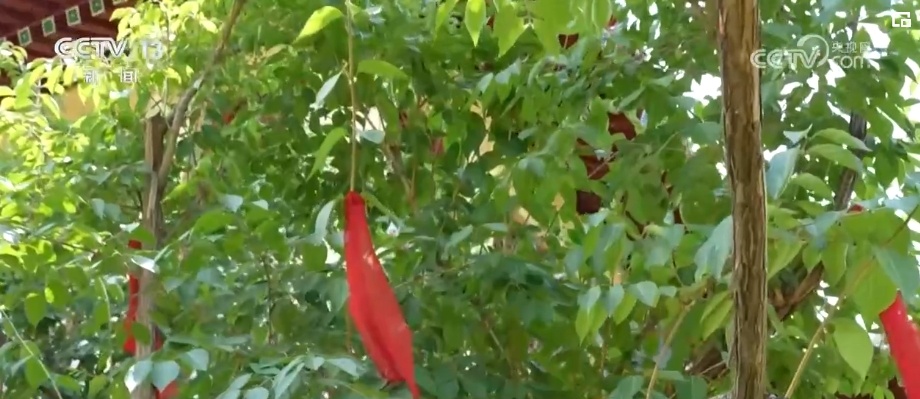 芒种时节看中国人的风雅逸趣