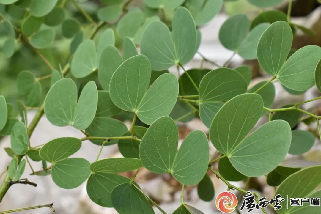 来自大自然的惊喜！广西接连发现新物种