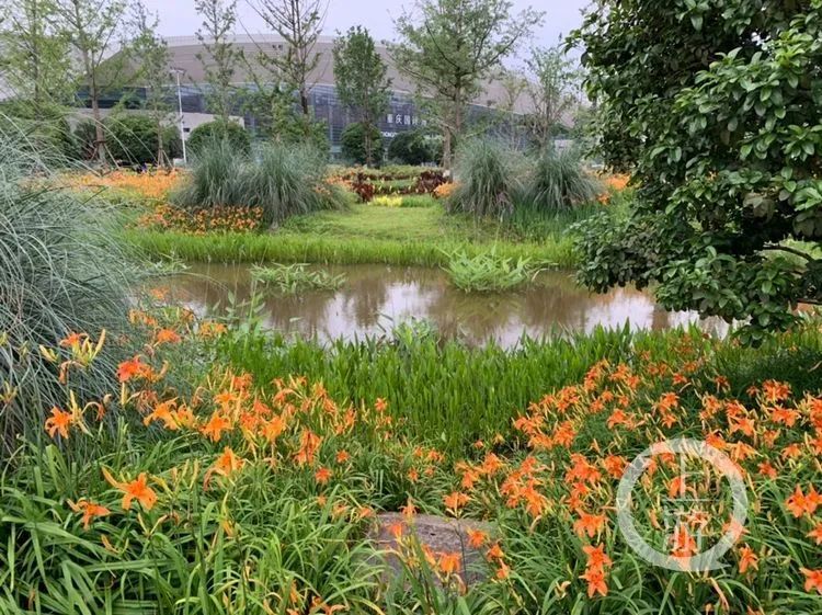 夫妻双双中毒,无特效解毒剂!这东西重庆也有…… 夫妻双双中毒,无特效解毒剂!这东西重庆也有……