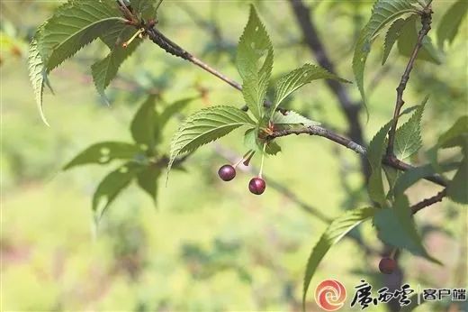 来自大自然的惊喜！广西接连发现新物种