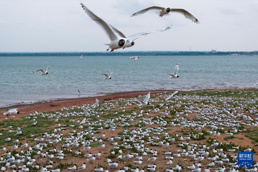 沙漠明珠 遗鸥天堂