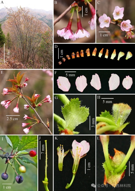 广西发现樱花新物种!长这样 广西发现樱花新物种!长这样