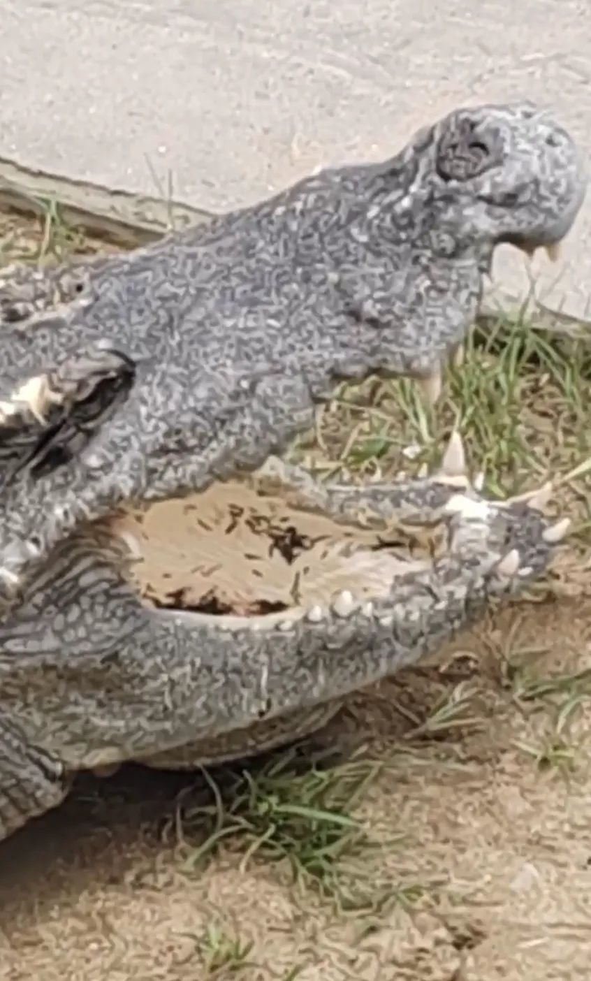 鳄鱼嘴里有大量活虫在蠕动?动物园回应! 鳄鱼嘴里有大量活虫在蠕动?动物园回应!