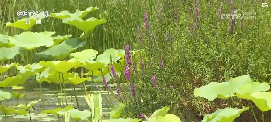芒种时节看中国人的风雅逸趣