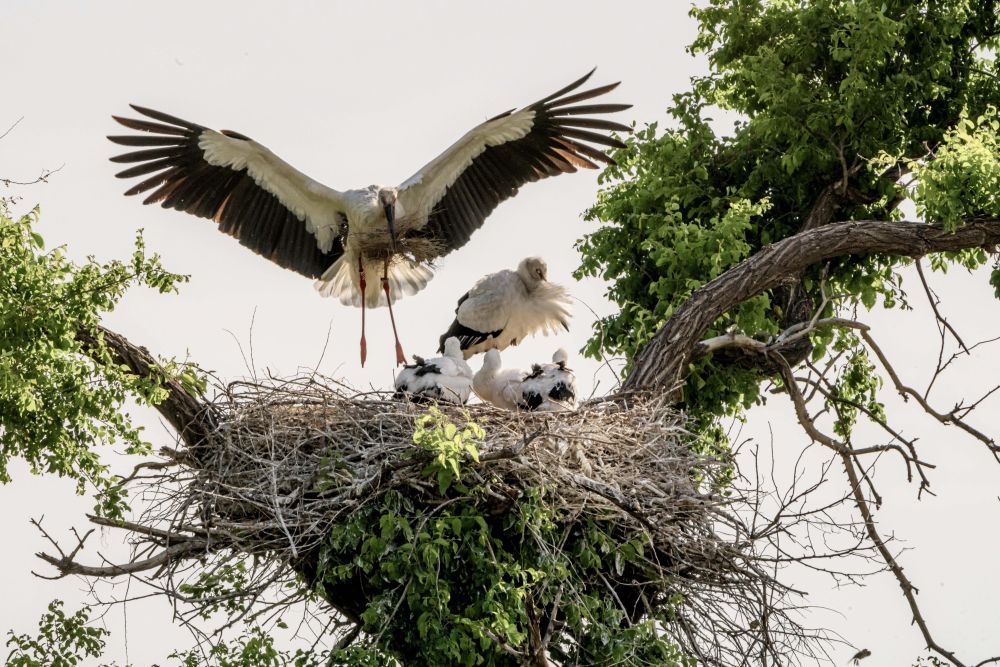 鸟翔禽游“恋”扎龙
