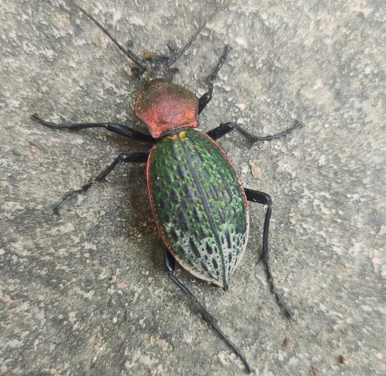 最新发现！看见这种“绿宝石”，千万别抓，严重可判刑！