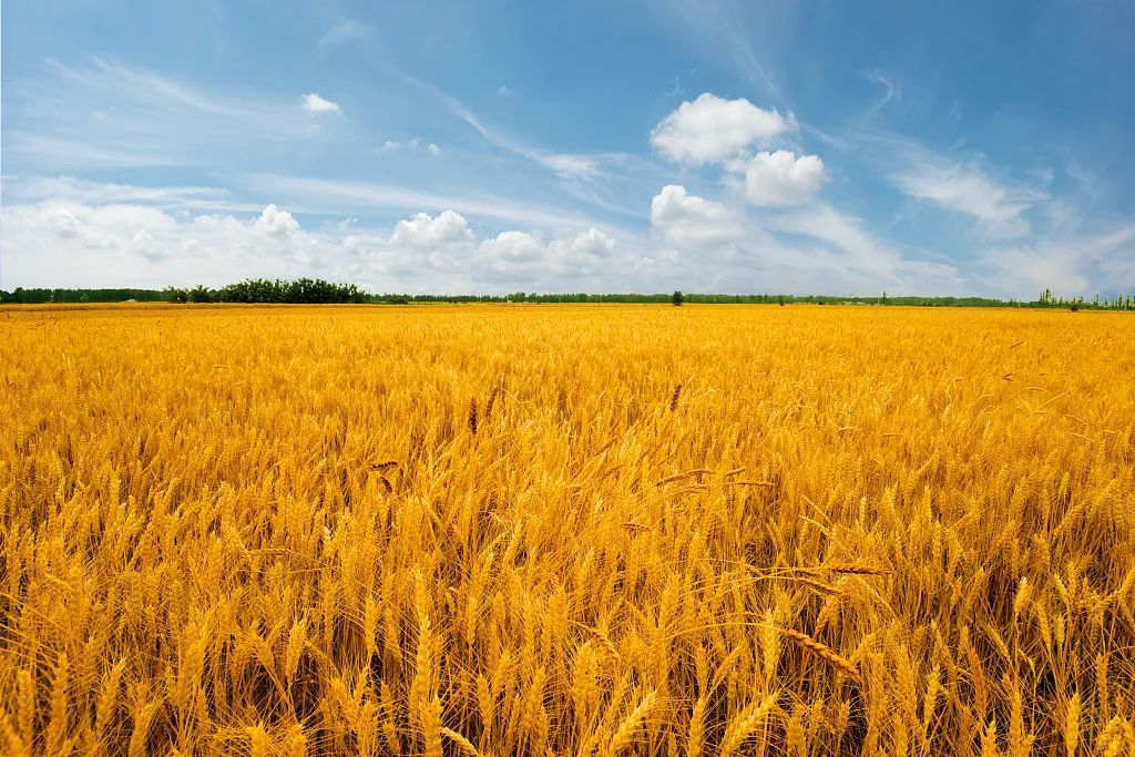 芒种，我们吃点啥？