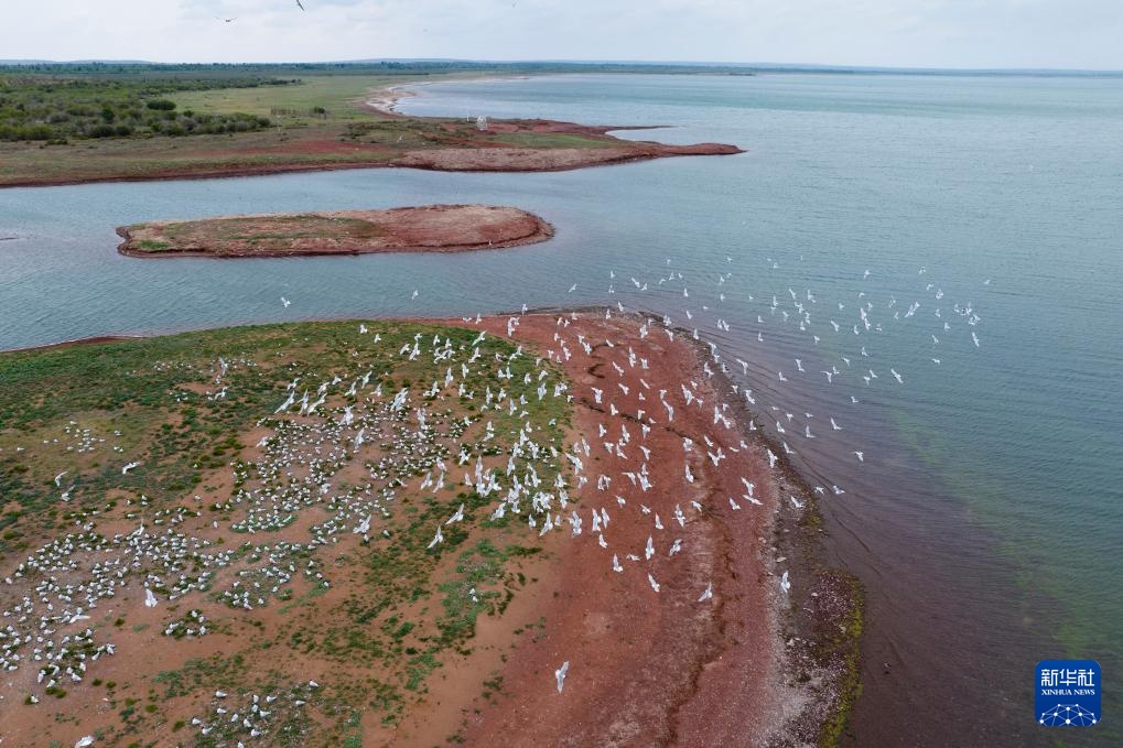 沙漠明珠 遗鸥天堂