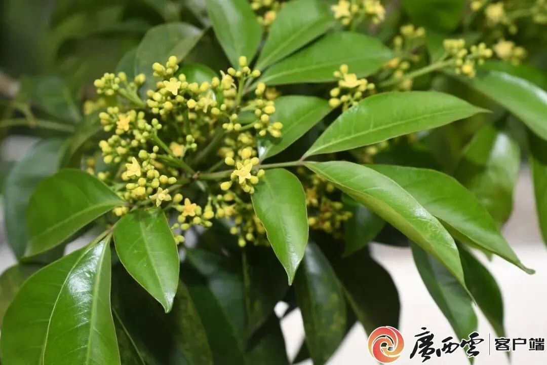 来自大自然的惊喜！广西接连发现新物种