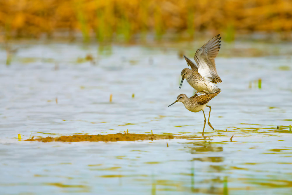 鸟翔禽游“恋”扎龙