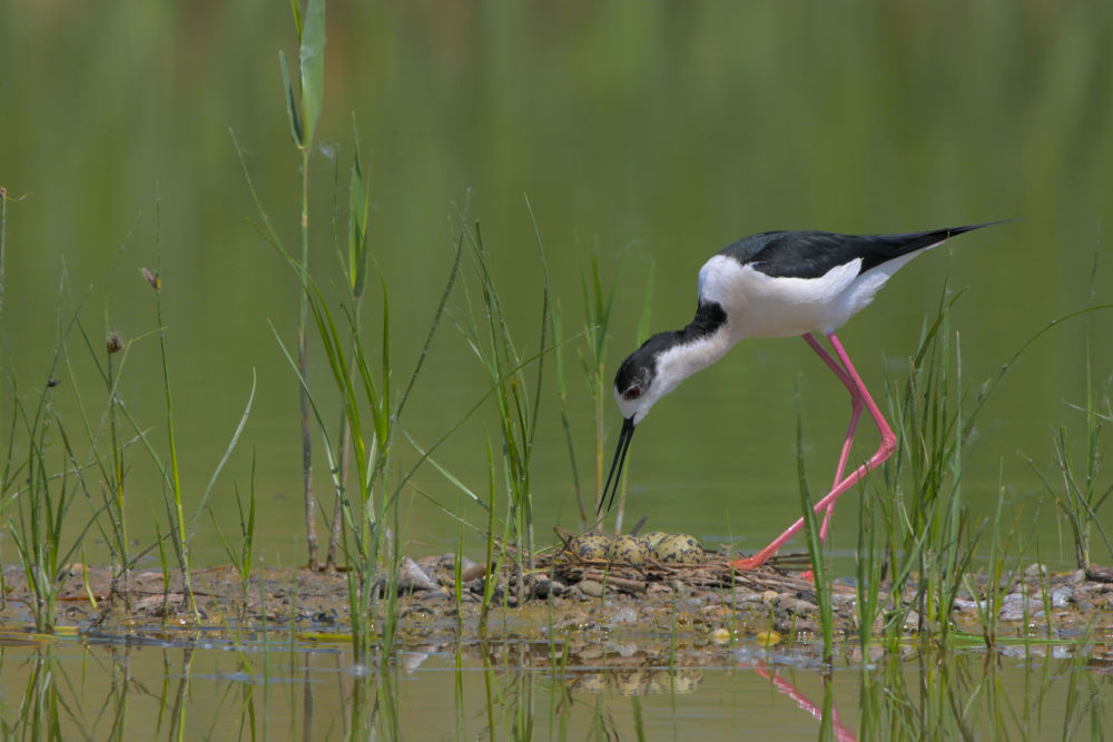 鸟翔禽游“恋”扎龙
