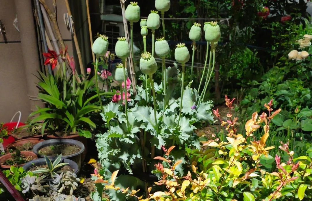 果断报警!“小孩哥”立功了 果断报警!“小孩哥”立功了