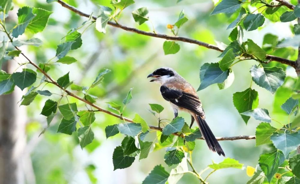 芒种！风吹麦浪，仲夏始