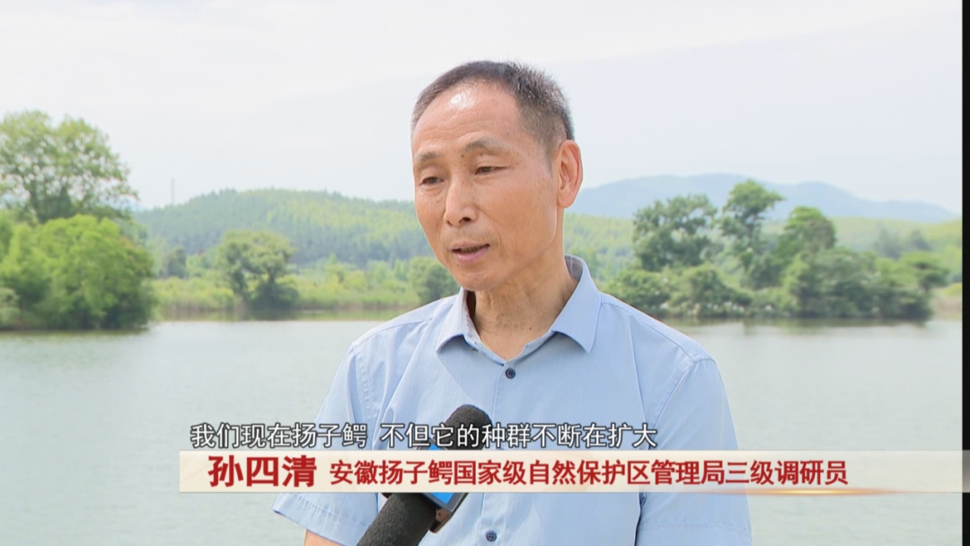 210条扬子鳄，将陆续放归野外！