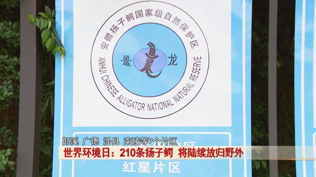 210条扬子鳄，将陆续放归野外！