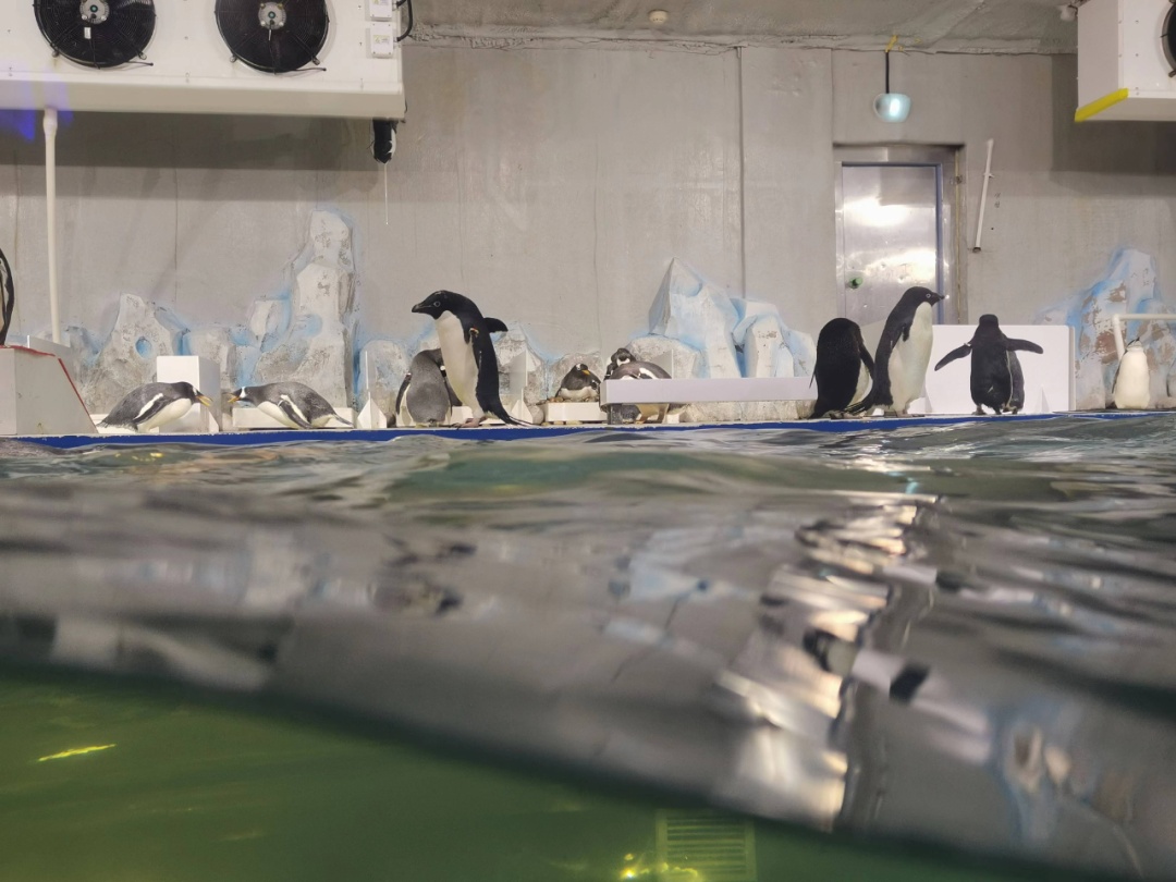 杭州网红餐厅老板突然跑路，留下6只企鹅！员工急了...