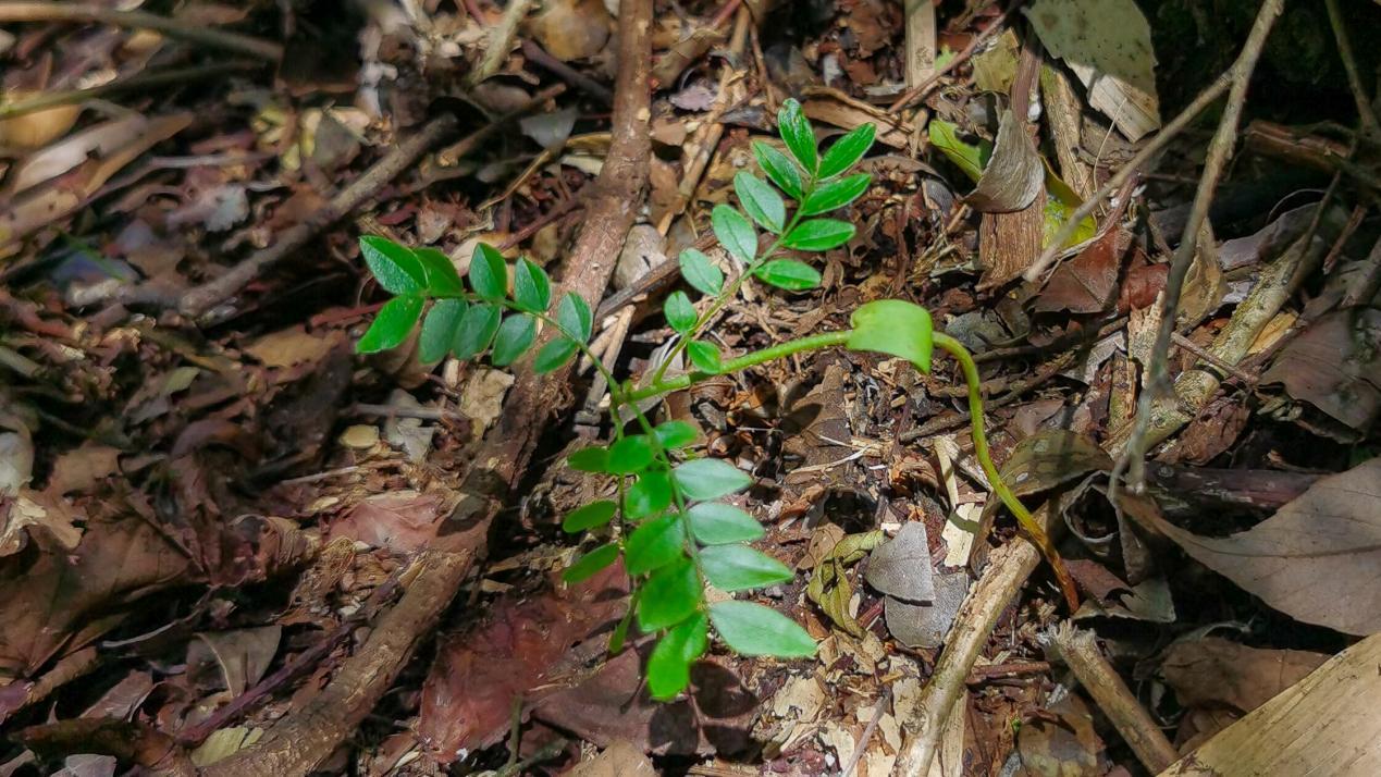 湖南南岳：首次发现野生绒毛皂荚自然繁殖幼苗