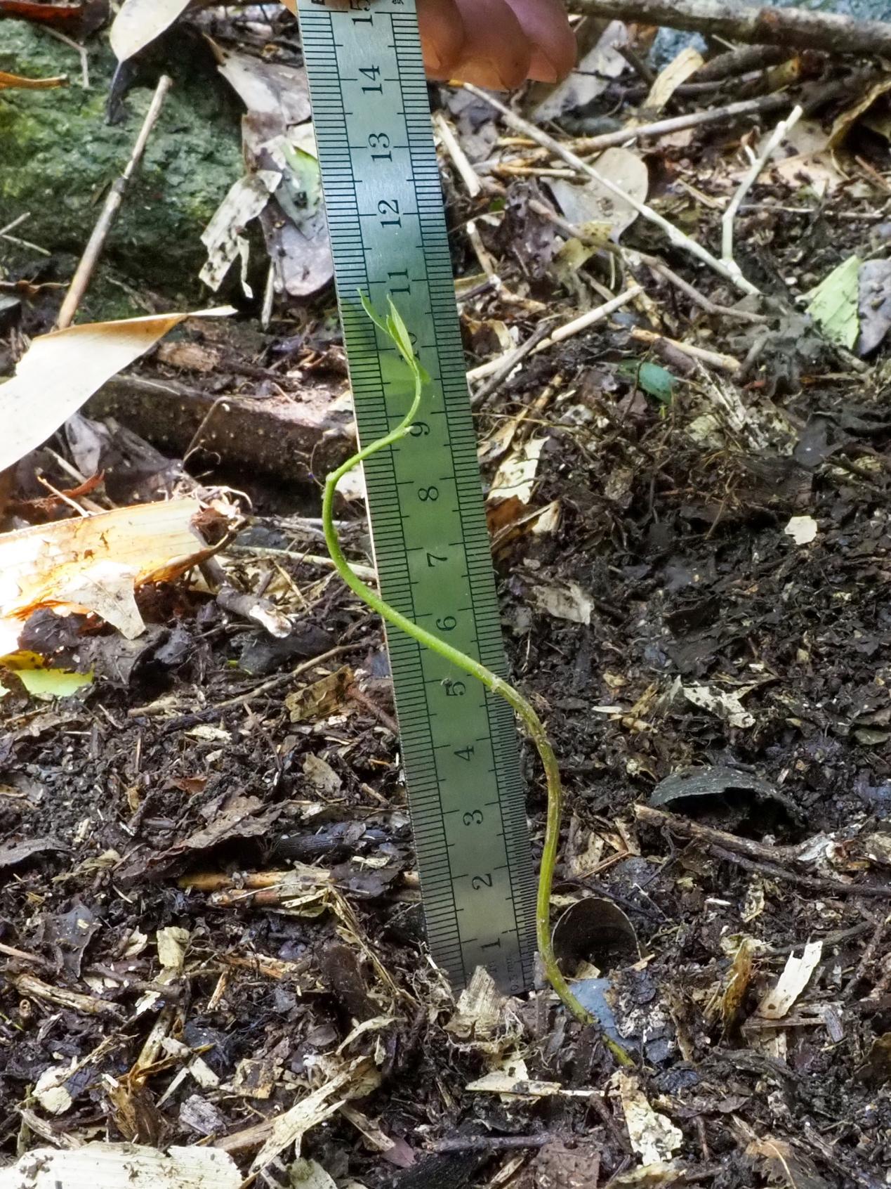 湖南南岳：首次发现野生绒毛皂荚自然繁殖幼苗