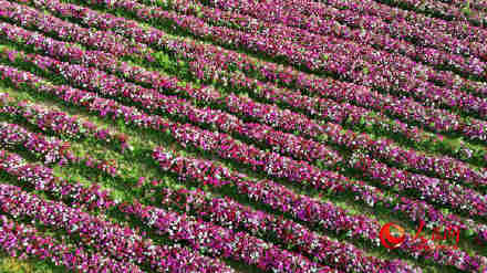 美！天山脚下花开成海