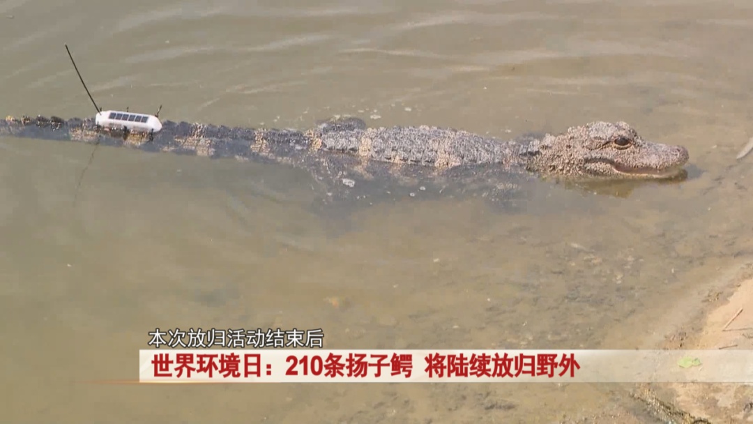 210条扬子鳄，将陆续放归野外！