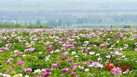 美！天山脚下花开成海