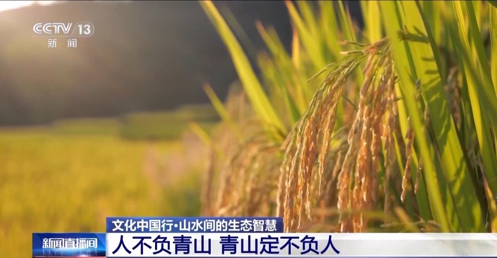 颜值与智慧并存 秦岭脚下的凤堰梯田你了解多少? 颜值与智慧并存 秦岭脚下的凤堰梯田你了解多少?