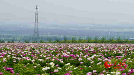 美！天山脚下花开成海