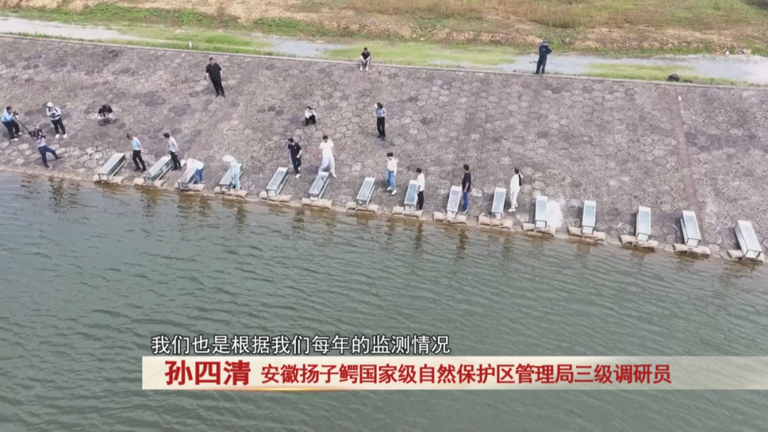 210条扬子鳄，将陆续放归野外！