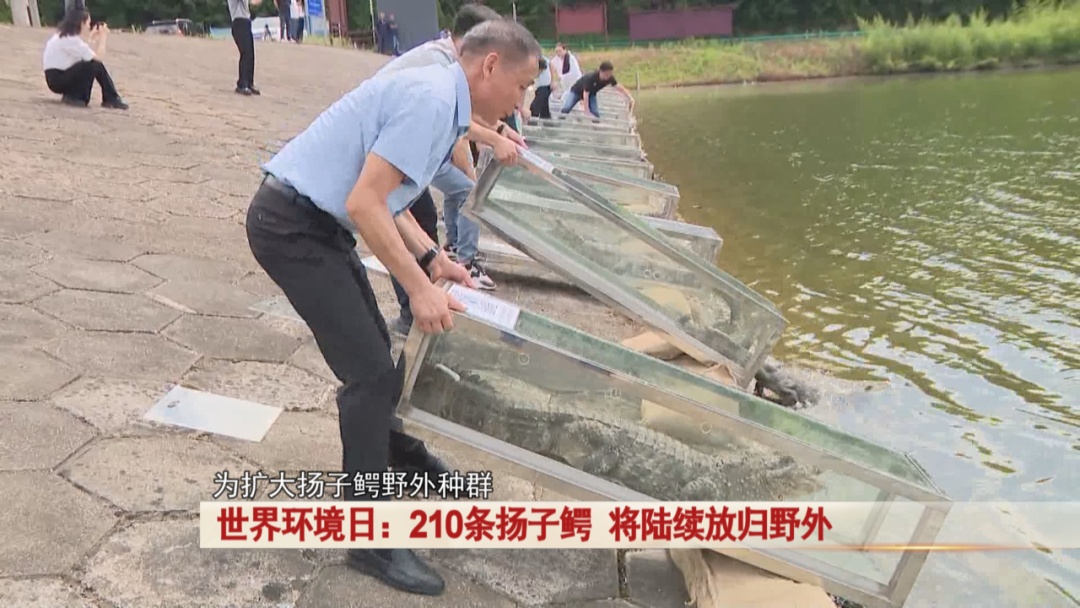 210条扬子鳄，将陆续放归野外！