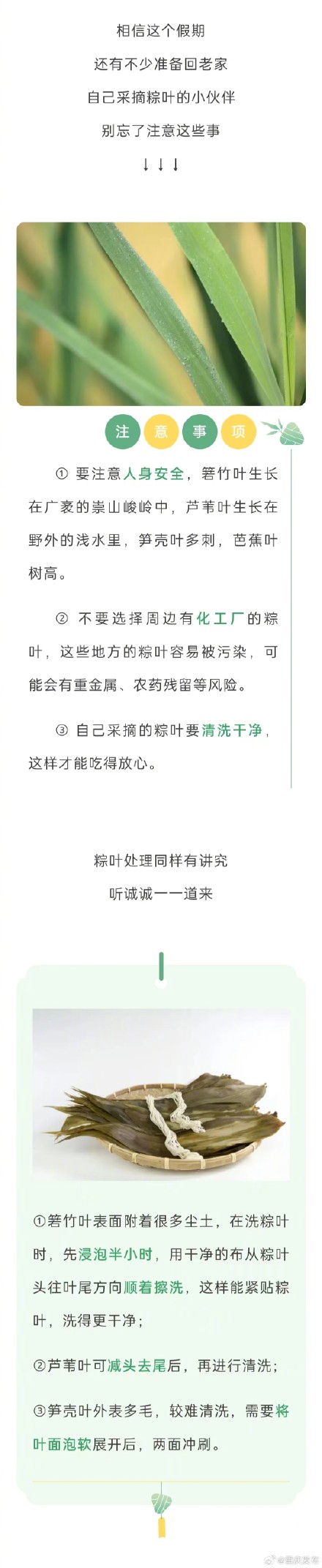 3招教你分辨“返青粽叶”,让你吃到放心粽子! 3招教你分辨“返青粽叶”,让你吃到放心粽子!