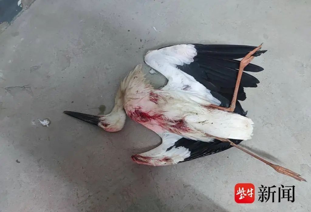 太心疼！2只“鸟中大熊猫”被猎杀 专家：全部幼鸟性命堪忧