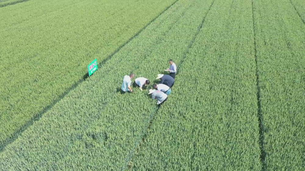 山东潍坊高密:科技点亮希望的田野 山东潍坊高密:科技点亮希望的田野