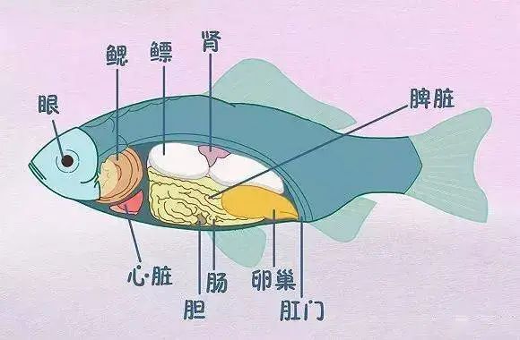 比砒霜还毒！男子吃了一口抢救2天，就藏在河南人常吃的这道菜里
