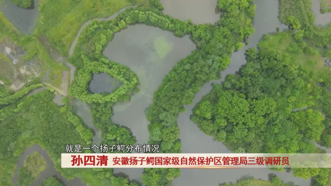 210条扬子鳄，将陆续放归野外！