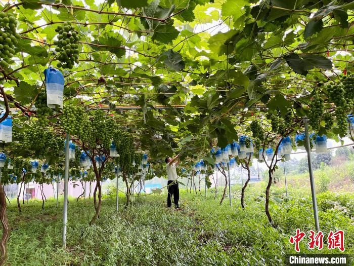“硕士农民”刘沈厅:高考并非人生全部 勇敢追求热爱 “硕士农民”刘沈厅:高考并非人生全部 勇敢追求热爱