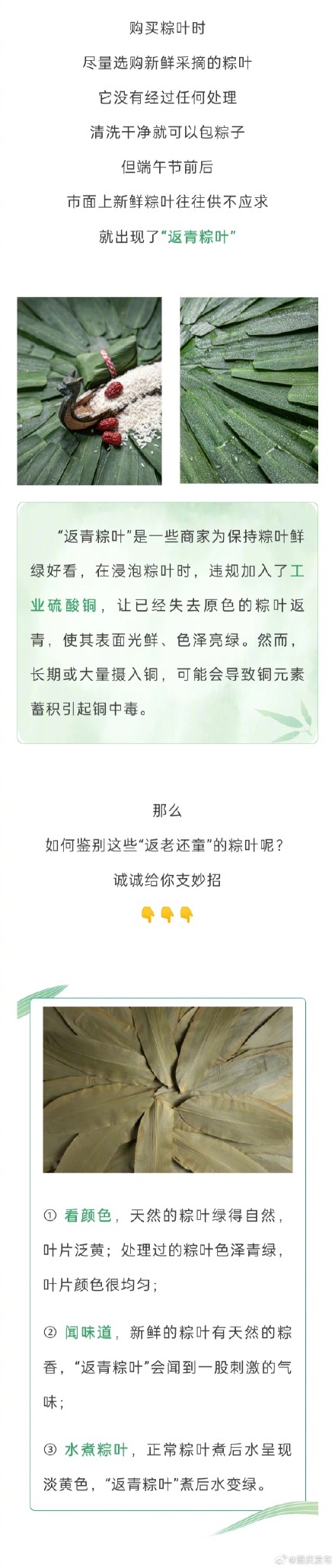 3招教你分辨“返青粽叶”,让你吃到放心粽子! 3招教你分辨“返青粽叶”,让你吃到放心粽子!