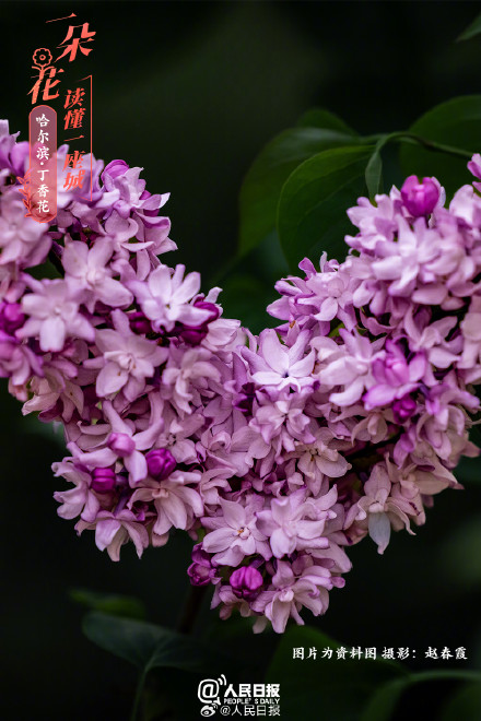 一朵花读懂一座城：丁香花开哈尔滨