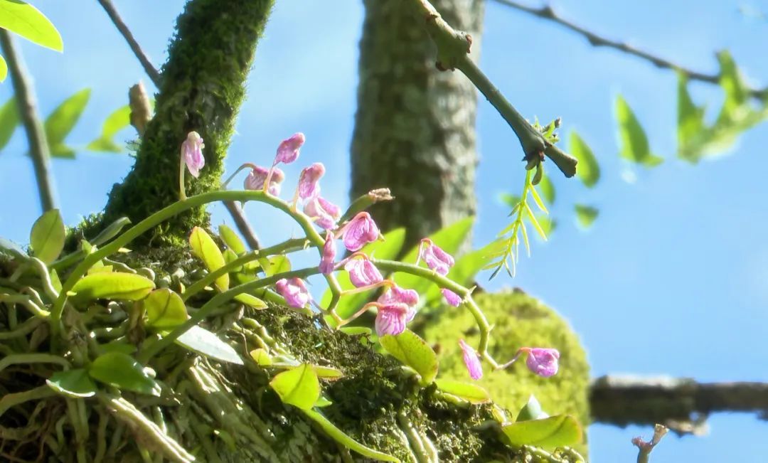 极为罕见!在安徽发现 极为罕见!在安徽发现