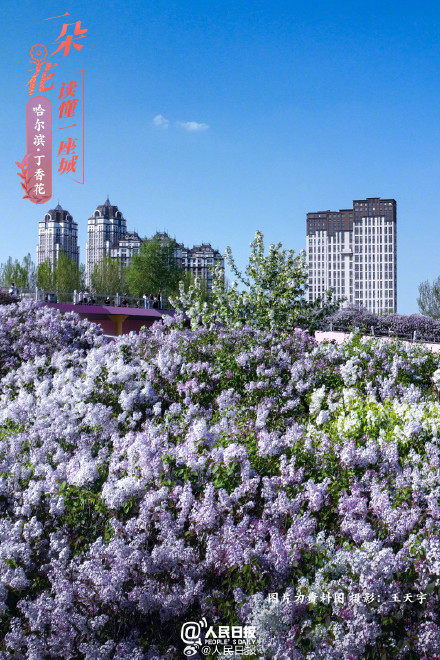 一朵花读懂一座城：丁香花开哈尔滨