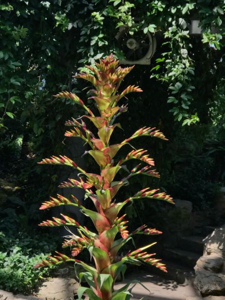 辰山植物园“网红”帝王凤梨开花了 开花数量创纪录